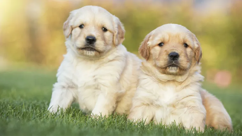 Tìm hiểu về giống chó Golden