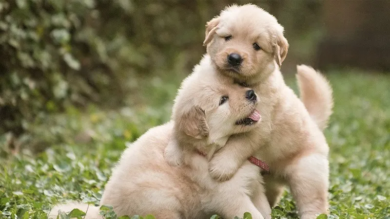 Tìm hiểu về giống chó Golden