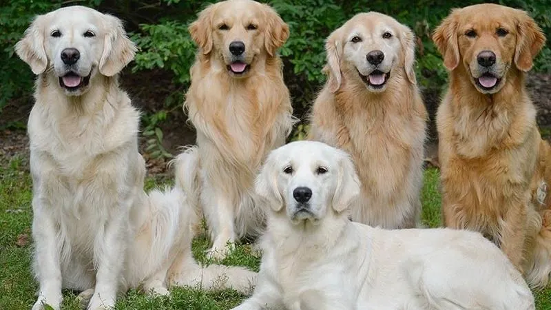 Tìm hiểu về giống chó Golden