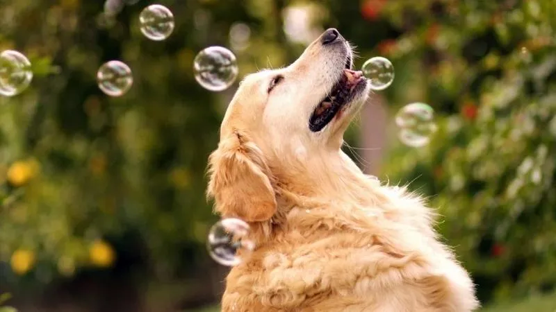 Tìm hiểu về giống chó Golden
