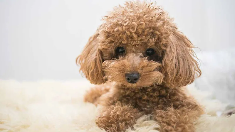 Cách nuôi dạy chó Poodle