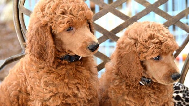 Chó Poodle và các loại thức ăn