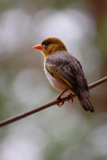 Hình nền điện thoại