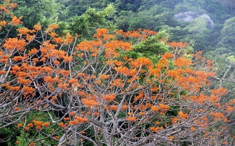 Cây Ngô Đồng Trung Quốc