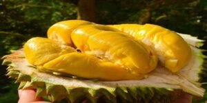 Sầu riêng Musang King: Xứng danh vua của các loại sầu riêng