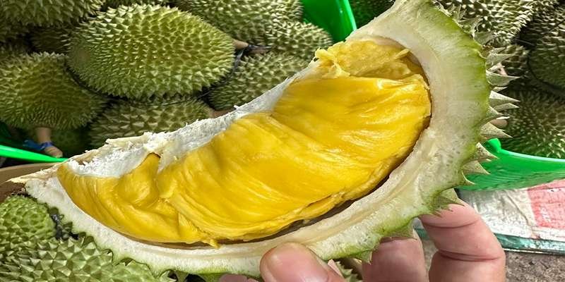 Lựa chọn sầu riêng Musang King sao cho ngon?